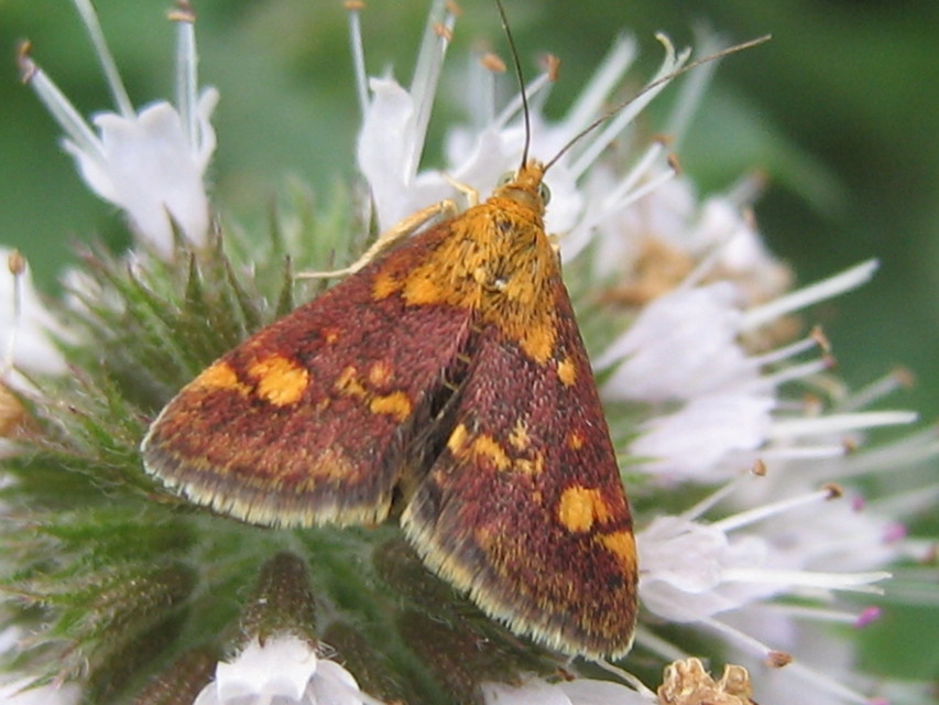 Pyrausta aurata - aranyló bíbormoly