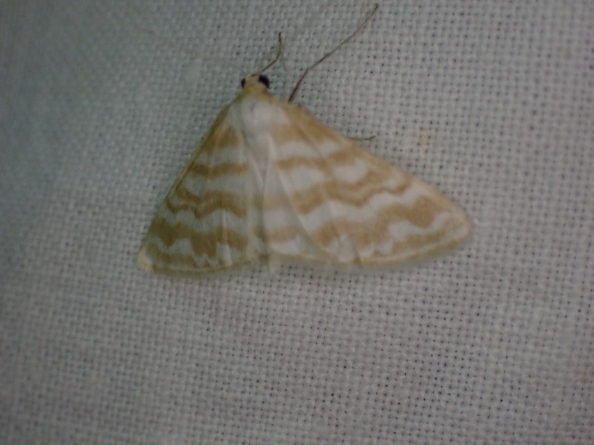 Idaea sericeata - selymes sávosaraszoló