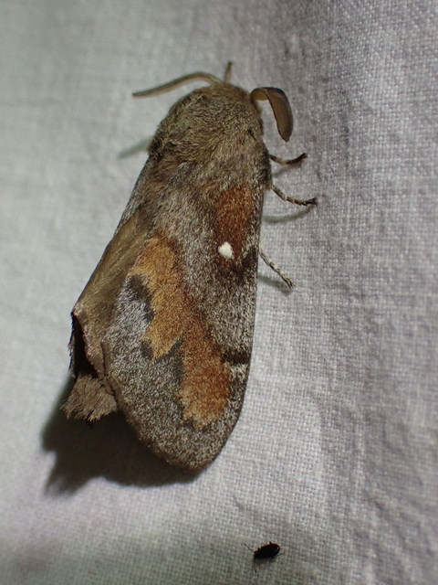 Dendrolimus pini - fenyőpohók