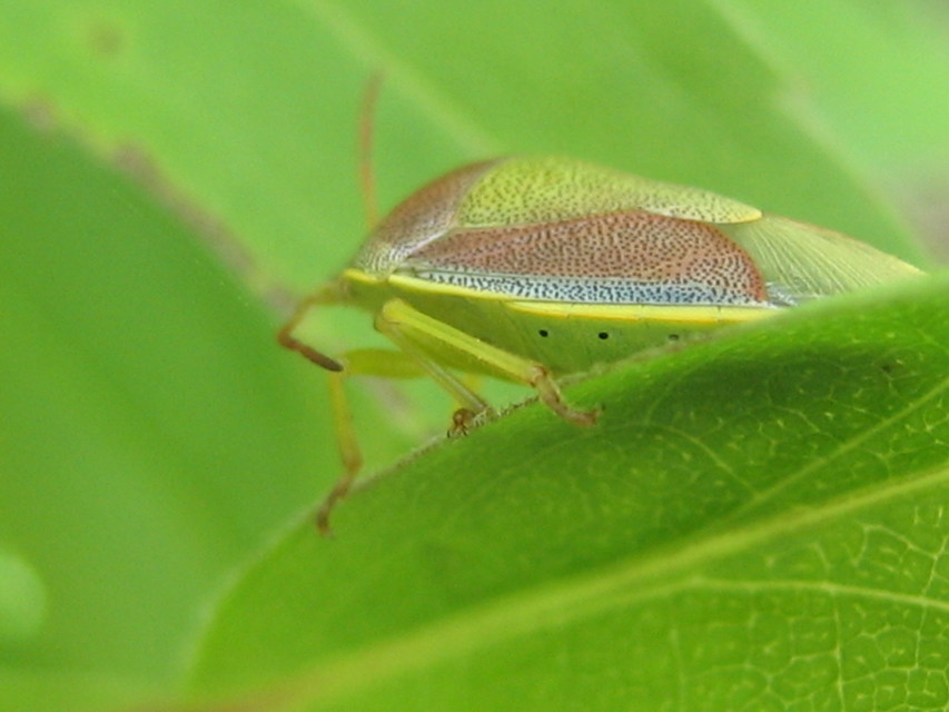 Piezodorus lituratus - bíboros címerespoloska Piezodorus lituratus - bíboros címerespoloska