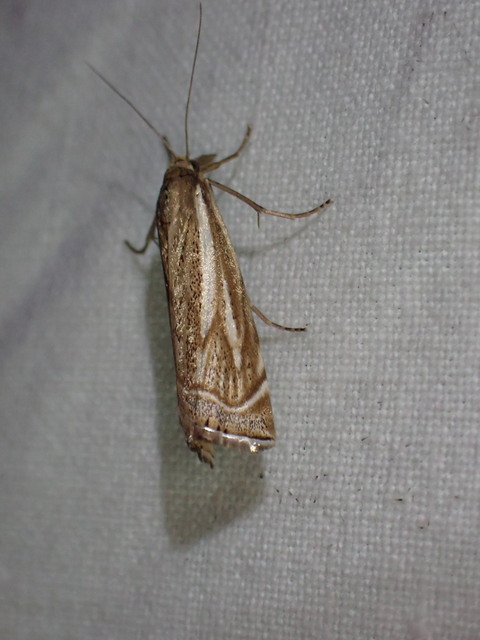 Xanthocrambus lucellus - zegzugos fűgyökérmoly