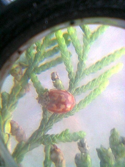 Harmonia quadripunctata - négypettyes katica