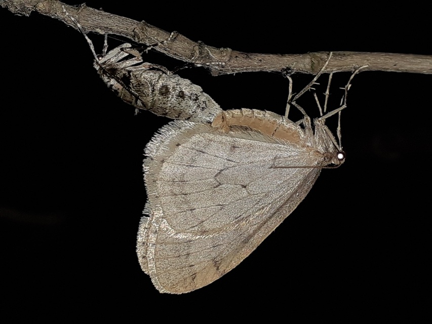 Operophtera brumata - kis téliaraszoló