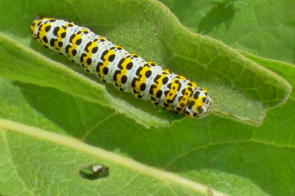 Shargacucullia gozmanyi/scrophulariae/verbasci