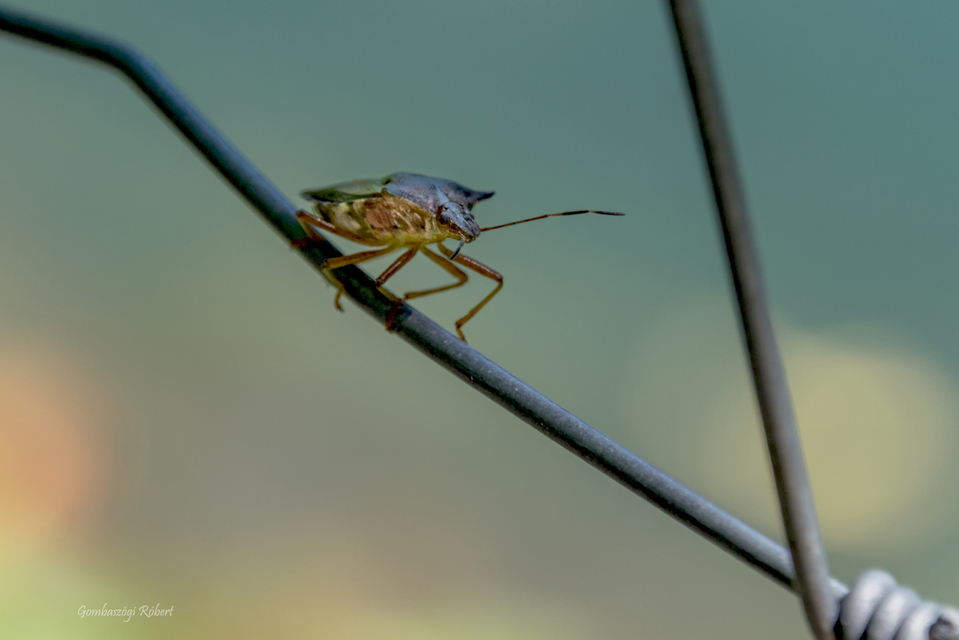 Pentatoma rufipes - vöröslábú címerespoloska Pentatoma rufipes - vöröslábú címerespoloska