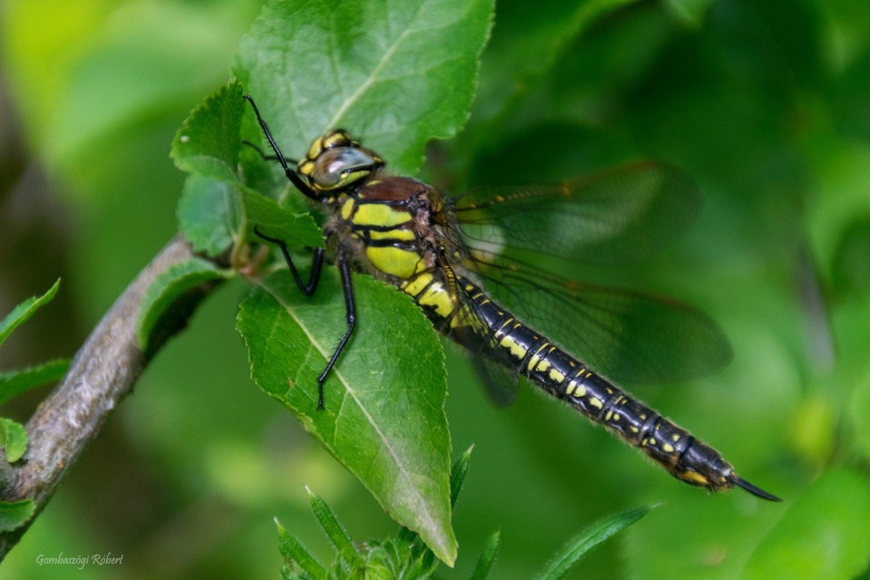 Brachytron pratense - szőrös karcsúacsa