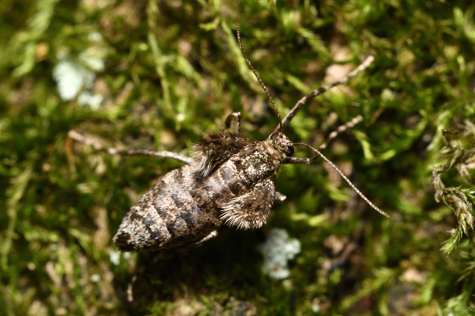 Agriopis aurantiaria - aranysárga téliaraszoló