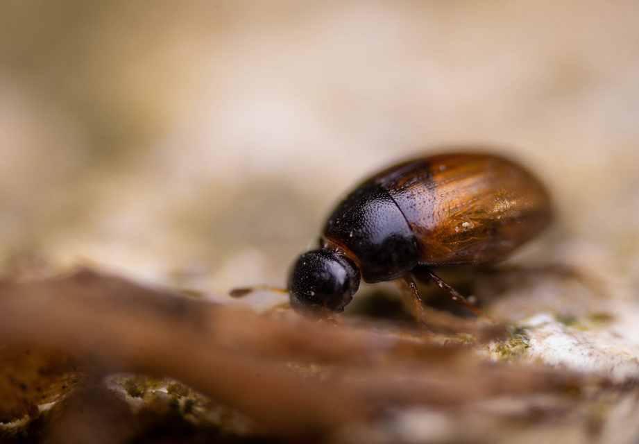 Cercyon Cercyon