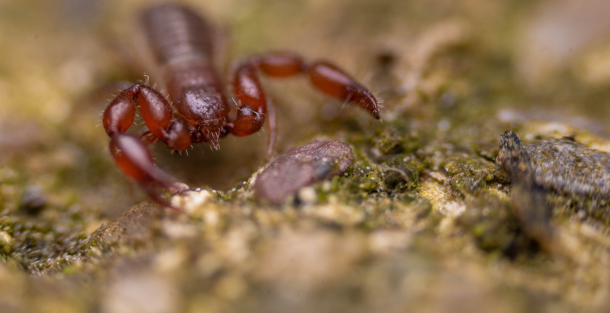 Pseudoscorpionida - Álskorpiók