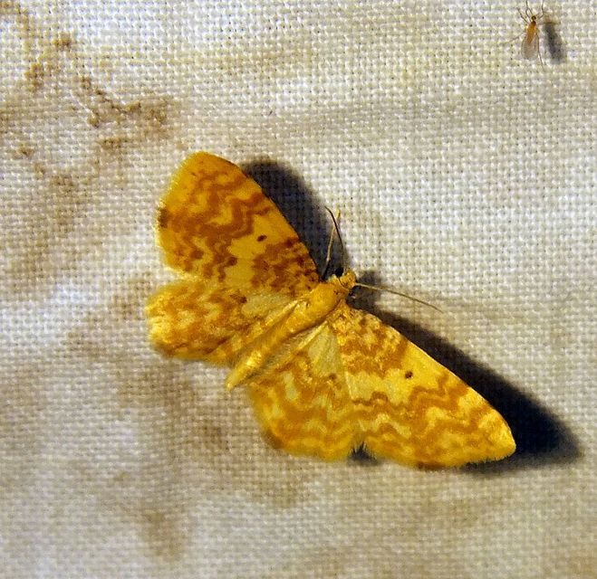 Hydrelia flammeolaria - narancssárga araszoló