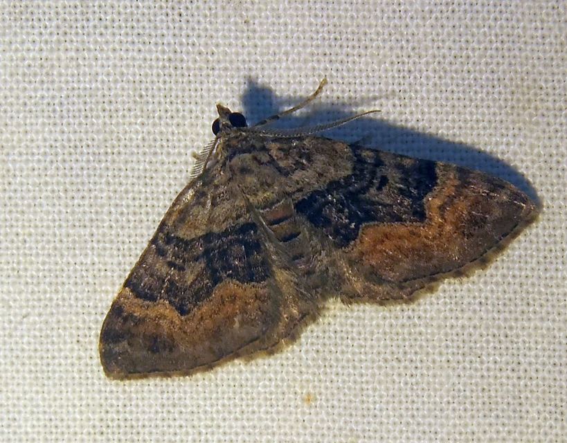Xanthorhoe quadrifasiata - négysávos tarkaaraszoló