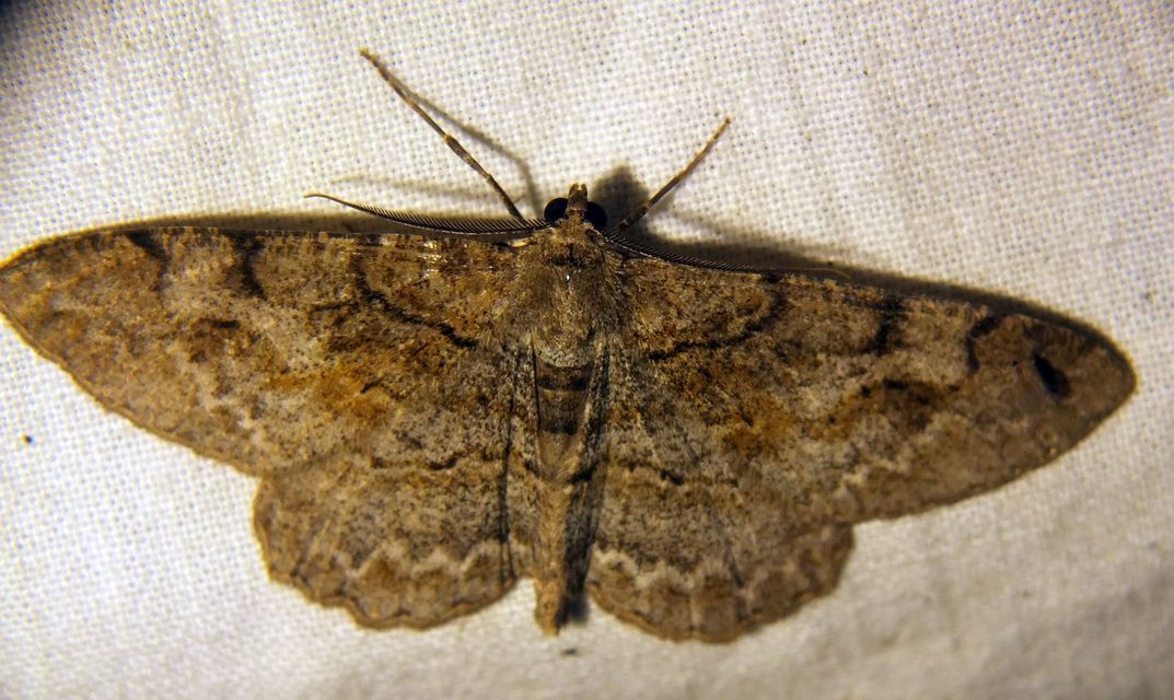 Alcis repandata - foltos faaraszoló