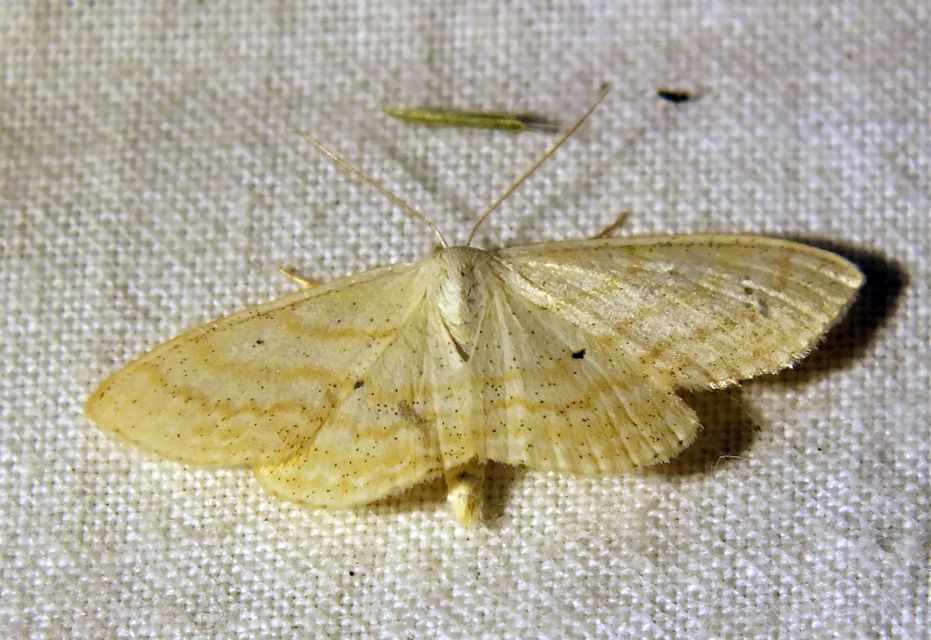 Scopula immutata - réti fehéraraszoló