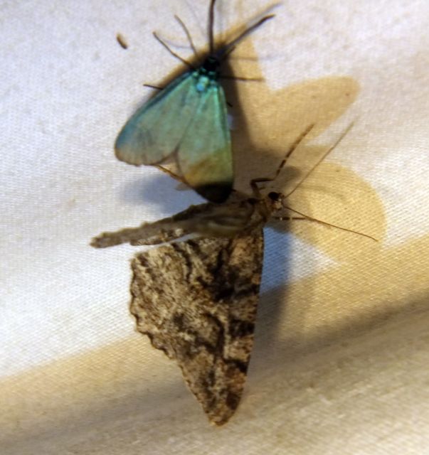 Alcis repandata - foltos faaraszoló
