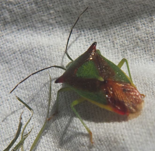 Acanthosoma haemorrhoidale - nagy dajkapoloska Acanthosoma haemorrhoidale - nagy dajkapoloska