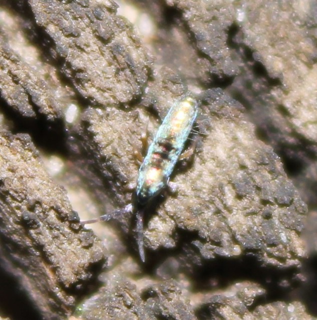 Lepidocyrtus paradoxus