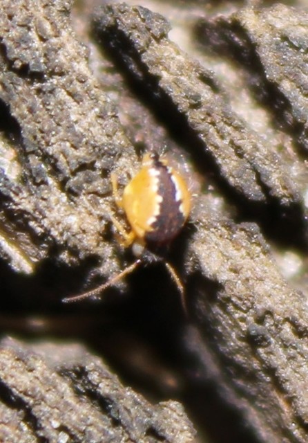 Sminthurus maculatus