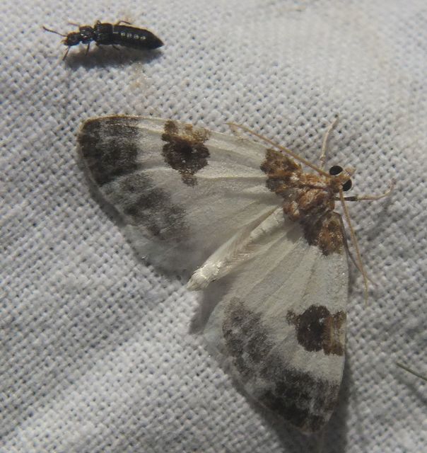 Plemyria rubiginata - barnafoltos fehéraraszoló