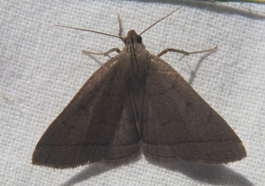 Treitschkendia tarsipennalis - tollaslábú karcsúbagoly