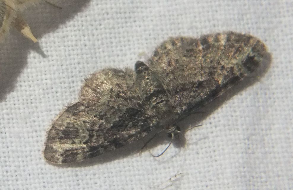 Pasiphila rectangulata - almavirág-araszoló