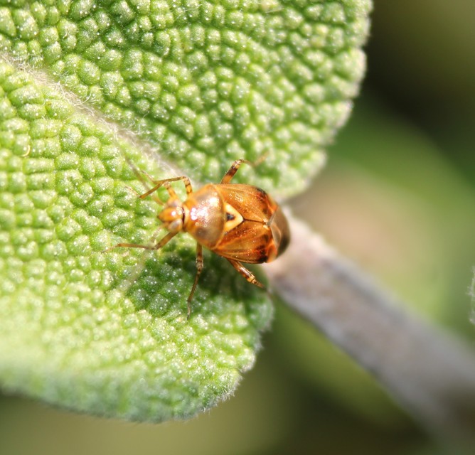 Lygus pratensis - változó mezeipoloska