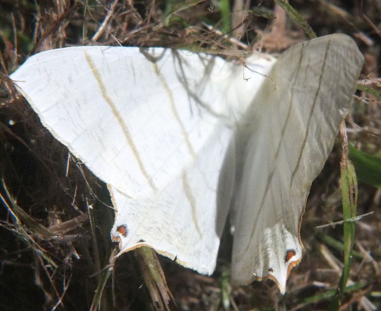 Ourapteryx sambucaria - fecskefarkú araszoló