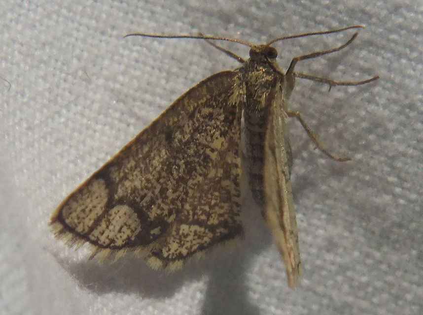 Stegania cararia - gyűrűs nyáraraszoló