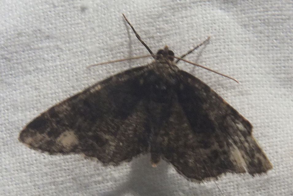 Parectropis similaria - barna zuzmóaraszoló
