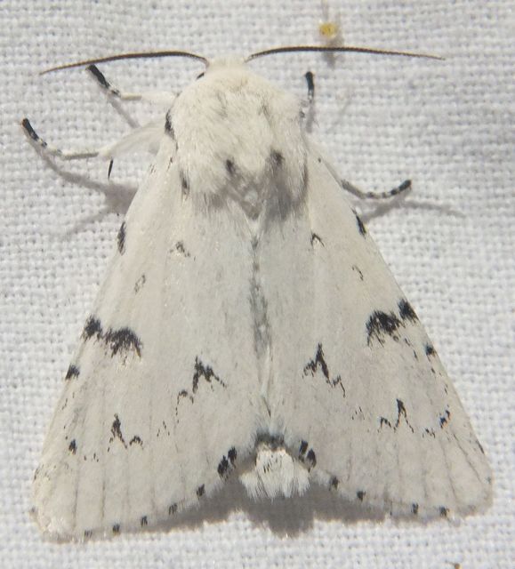 Acronicta leporina - fehér szigonyosbagoly