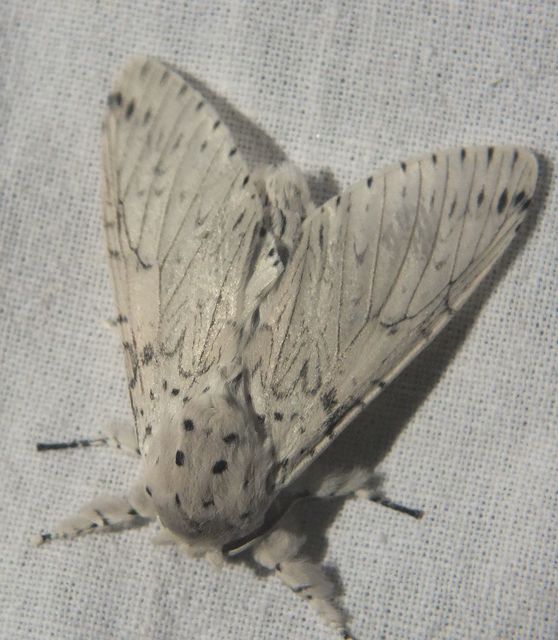 Cerura erminea - hermelin-púposszövő Cerura erminea - hermelin-púposszövő