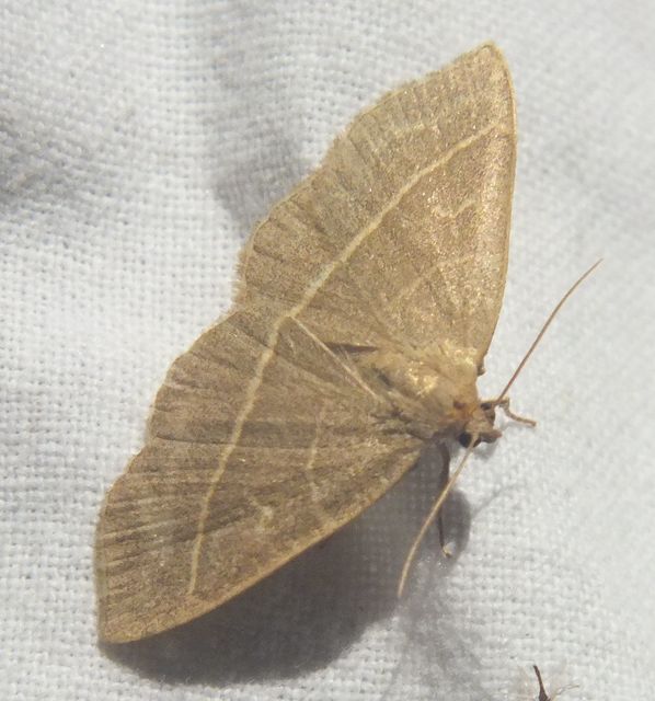 Trisateles emortualis - sárgacsíkos karcsúbagoly