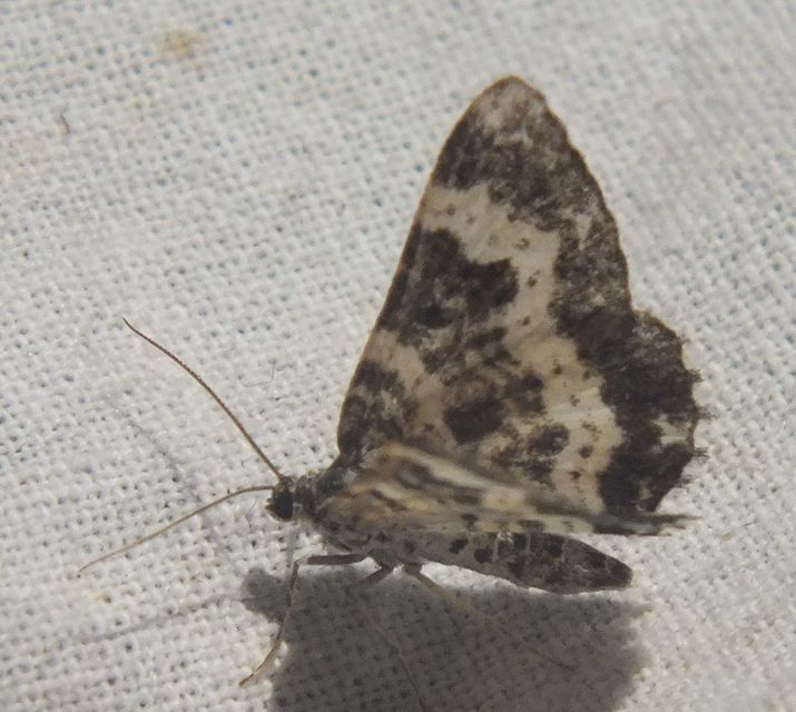 Epirrhoe tristata - gyászos tarkaaraszoló
