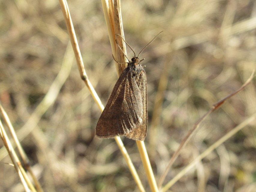 Lignyoptera fumidaria - füstös ősziaraszoló