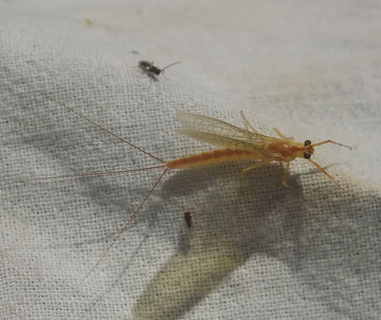 Potamanthus luteus - folyamvirág