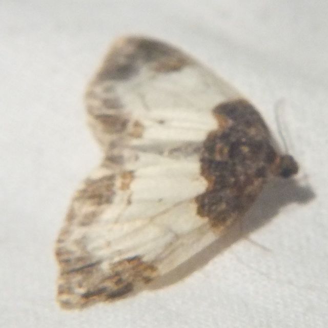 Mesoleuca albicillata - tarka fűzfaaraszoló