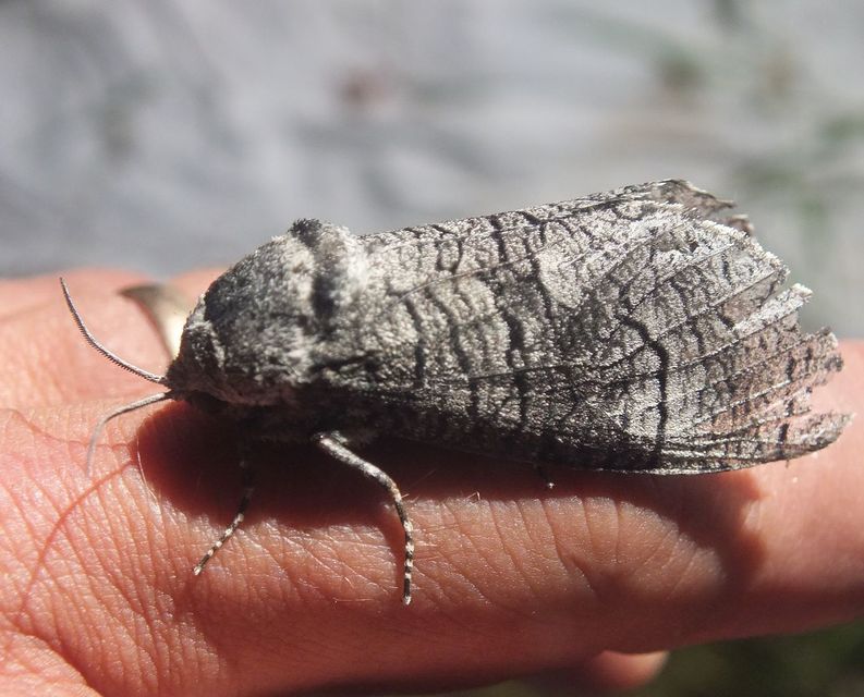Acossus terebra - nyárfarontólepke