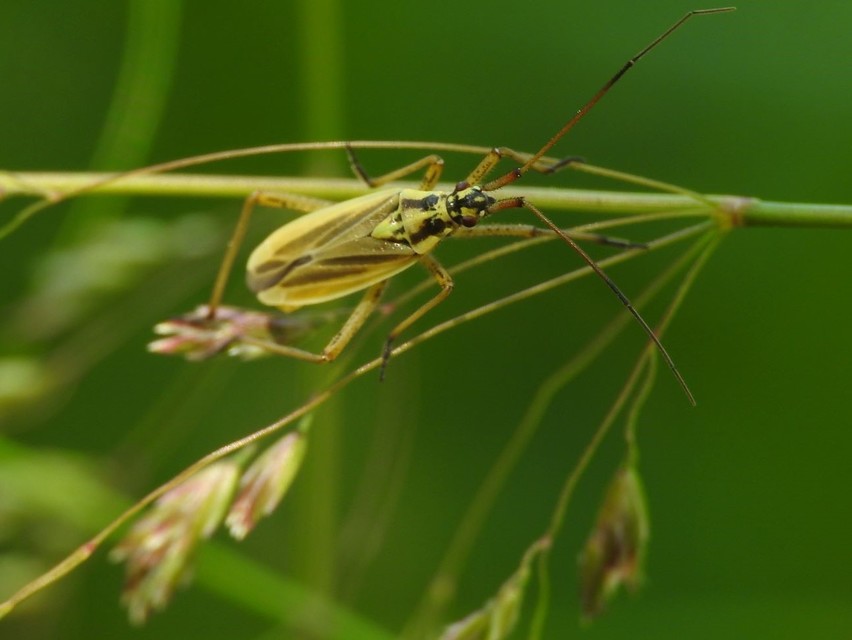 Leptopterna dolabrata - közönséges mezeipoloska