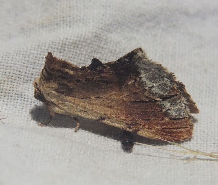 Ptilodon cucullina - csuklyás púposszövő