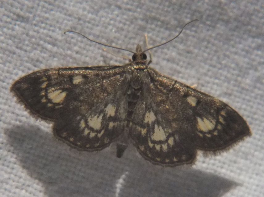 Anania stachydalis - mocsári dudvamoly