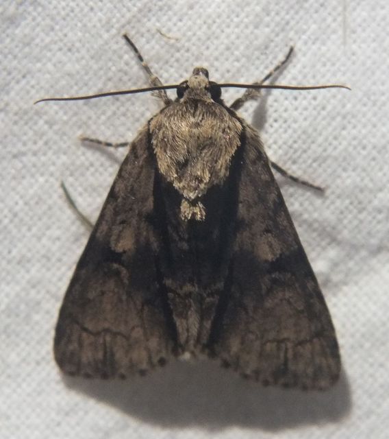Acronicta alni - éger-szigonyosbagoly