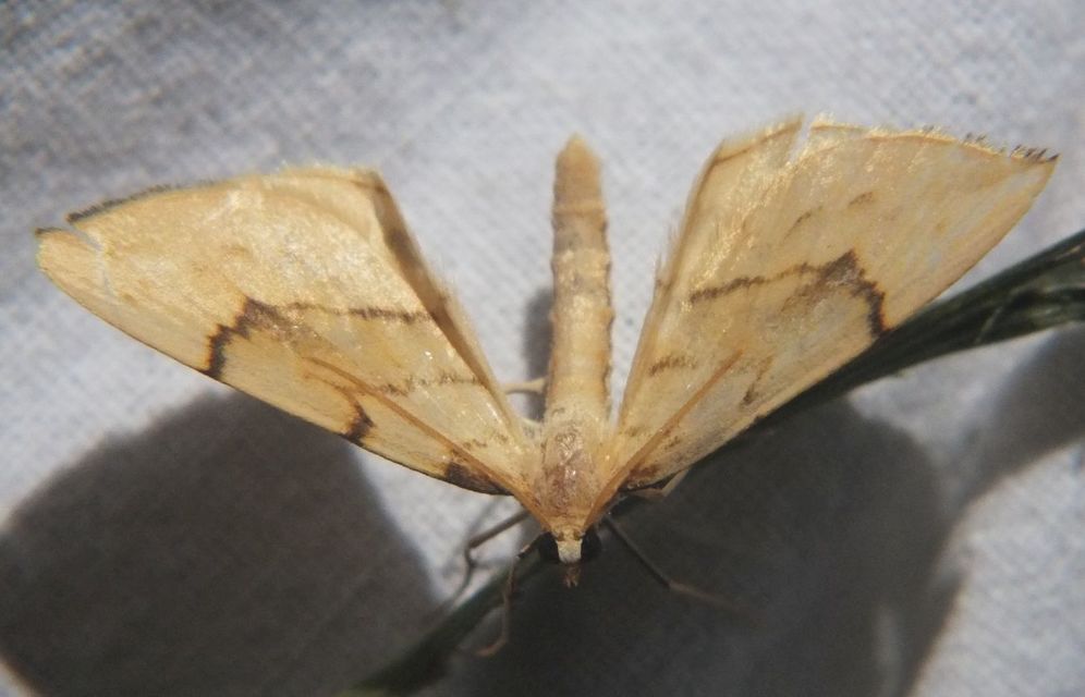 Eulithis pyraliata - sárga galajaraszoló