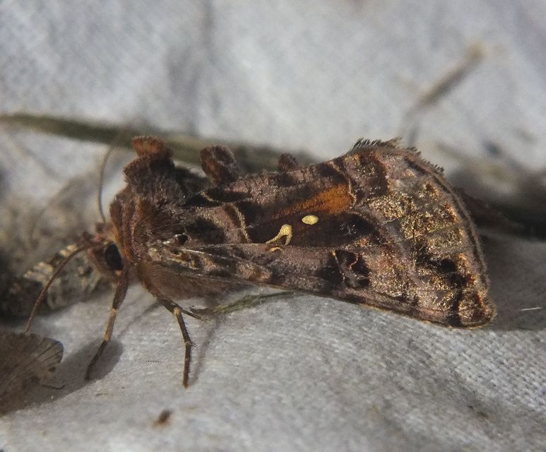 Autographa pulchrina - sötét aranybagoly Autographa pulchrina - sötét aranybagoly