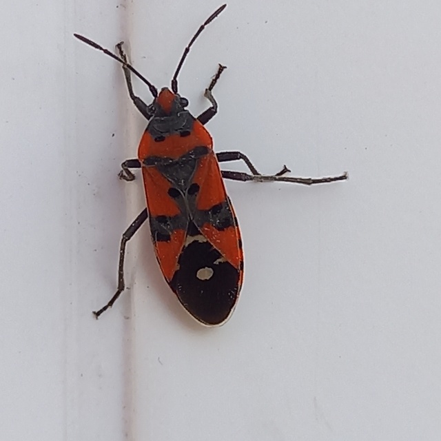Lygaeus equestris - közönséges lovagbodobács