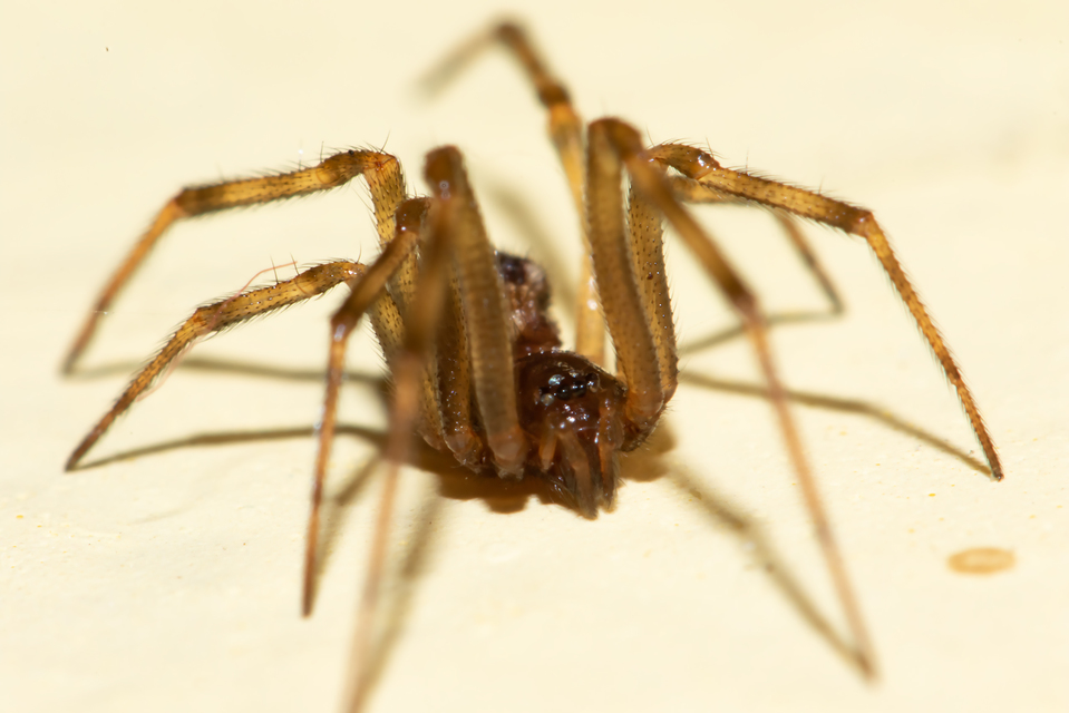 Steatoda triangulosa - háromszöges faggyúpók