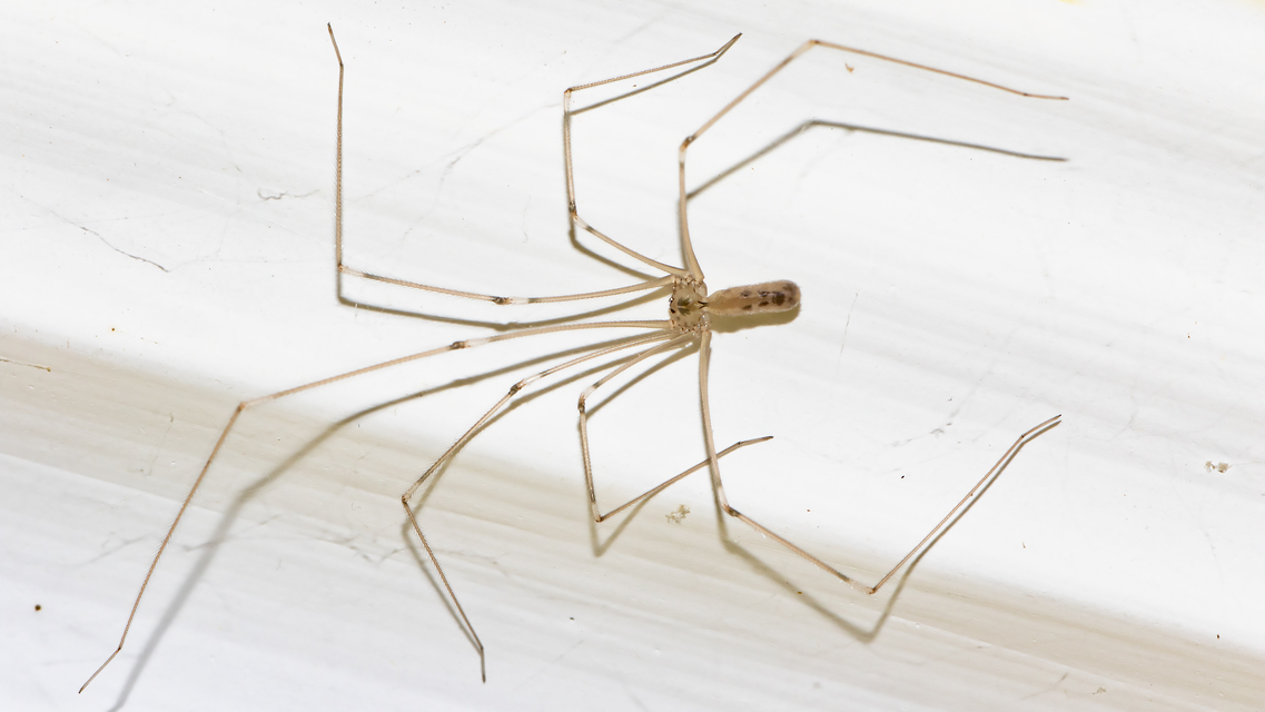 Pholcus phalangioides - nagy álkaszáspók Pholcus phalangioides - nagy álkaszáspók