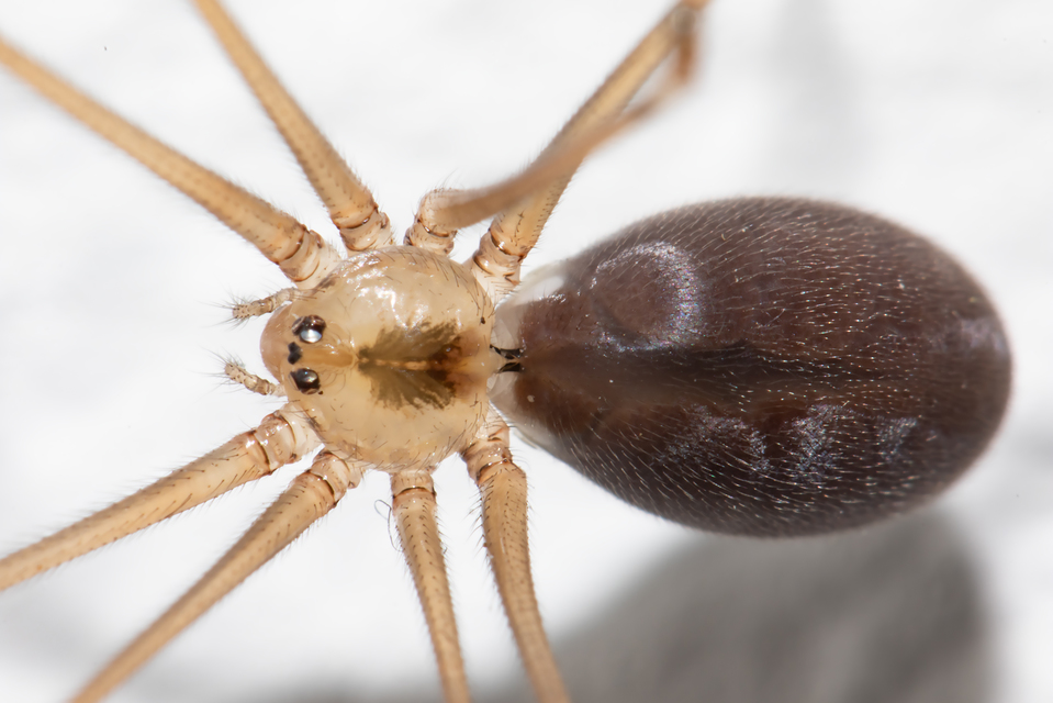 Pholcus phalangioides - nagy álkaszáspók Pholcus phalangioides - nagy álkaszáspók