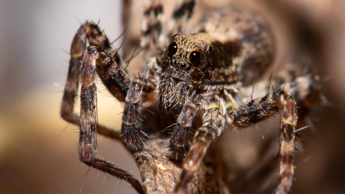 Pardosa alacris/lugubris