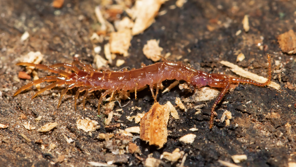Lithobiidae