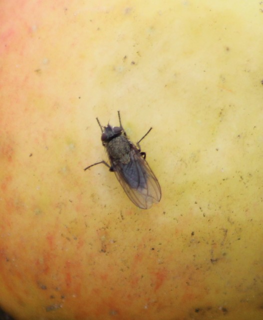 Pollenia