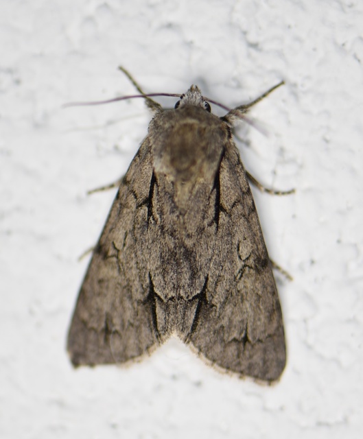 Acronicta cuspis/tridens/psi